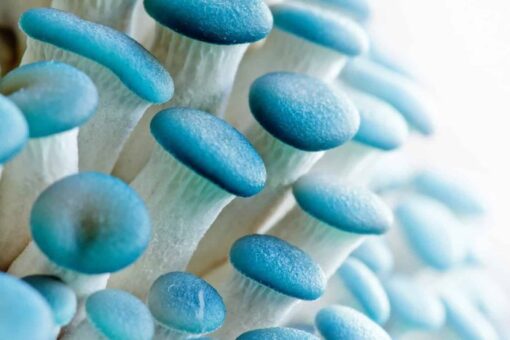 Blue Oyster Mushroom Spores