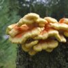 Chicken of the woods for sale