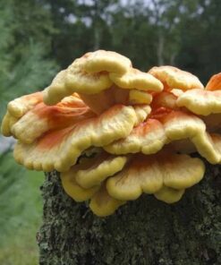 Chicken of the woods for sale