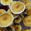 Luminous Lucy Mushrooms