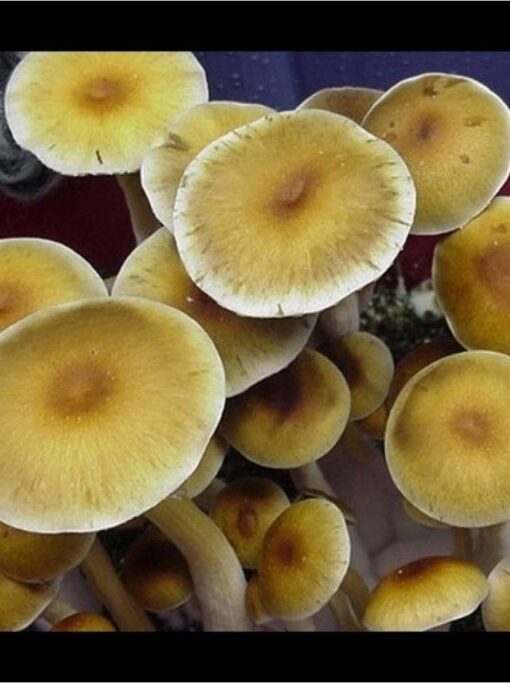 Luminous Lucy Mushrooms