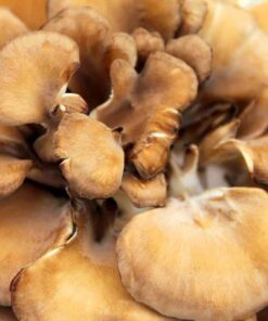 Maitake Mushroom Spores