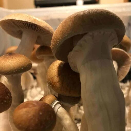 McKennaii Mushroom