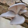 Pearl oyster mushroom