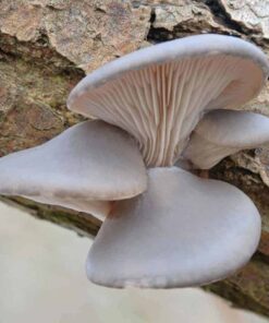 Pearl oyster mushroom