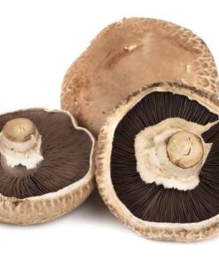 Portobello Mushroom Spores