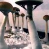 Purple Mystic Mushrooms