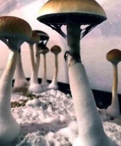 Purple Mystic Mushrooms