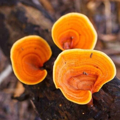 Reishi Mushroom Spores