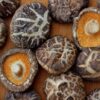Mushroom Spores Shiitake