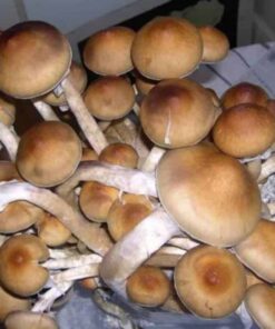 Thai tanic mushrooms