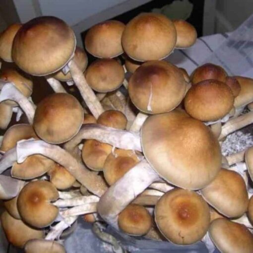Thai tanic mushrooms