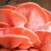 Pink oyster mushroom spores