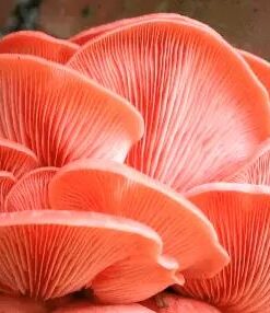 Pink oyster mushroom spores