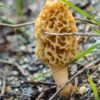 Morel mushroom spores