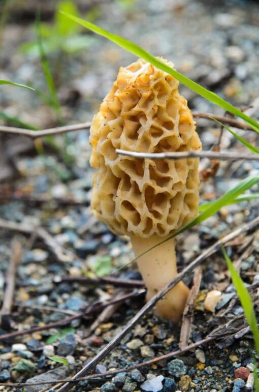 Morel mushroom spores