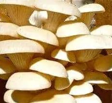 Elm oyster mushroom grow kit