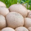 Giant puffball mushroom Oregon