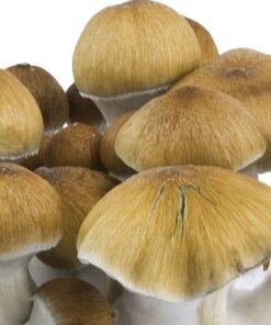 pes amazonian mushrooms