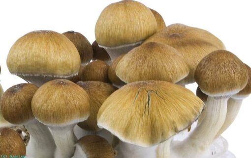 pes amazonian mushrooms