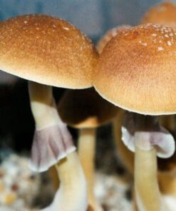 Fiji mushrooms