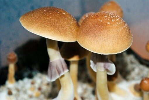 Fiji mushrooms
