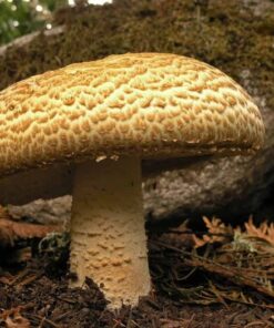 The Prince mushroom