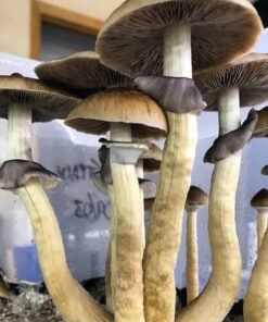 z strain mushrooms