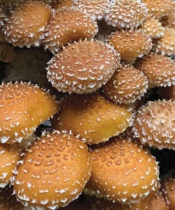 Chestnut mushroom spores