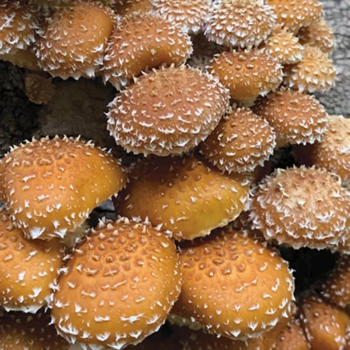 Chestnut mushroom spores