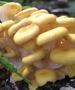 Oyster mushroom spores