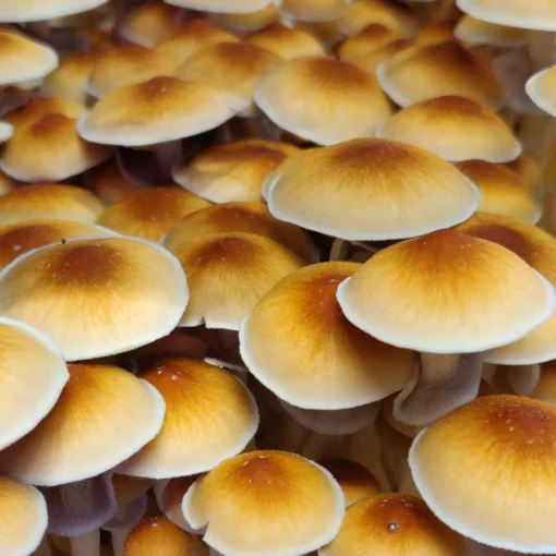Huautla mushroom strain