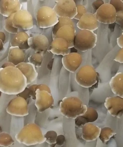 Puerto Rican mushrooms
