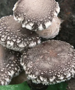 Shiitake mushroom for sale
