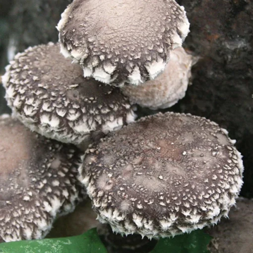 Shiitake mushroom for sale