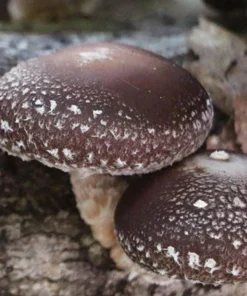 Shiitake mushrooms for sale 