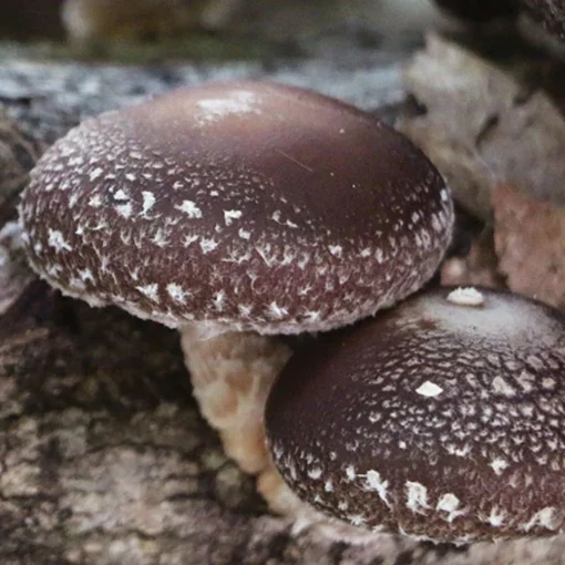 Shiitake mushrooms for sale 