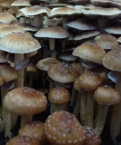 Tasmanian Mushrooms