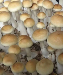 Colombian rust mushroom