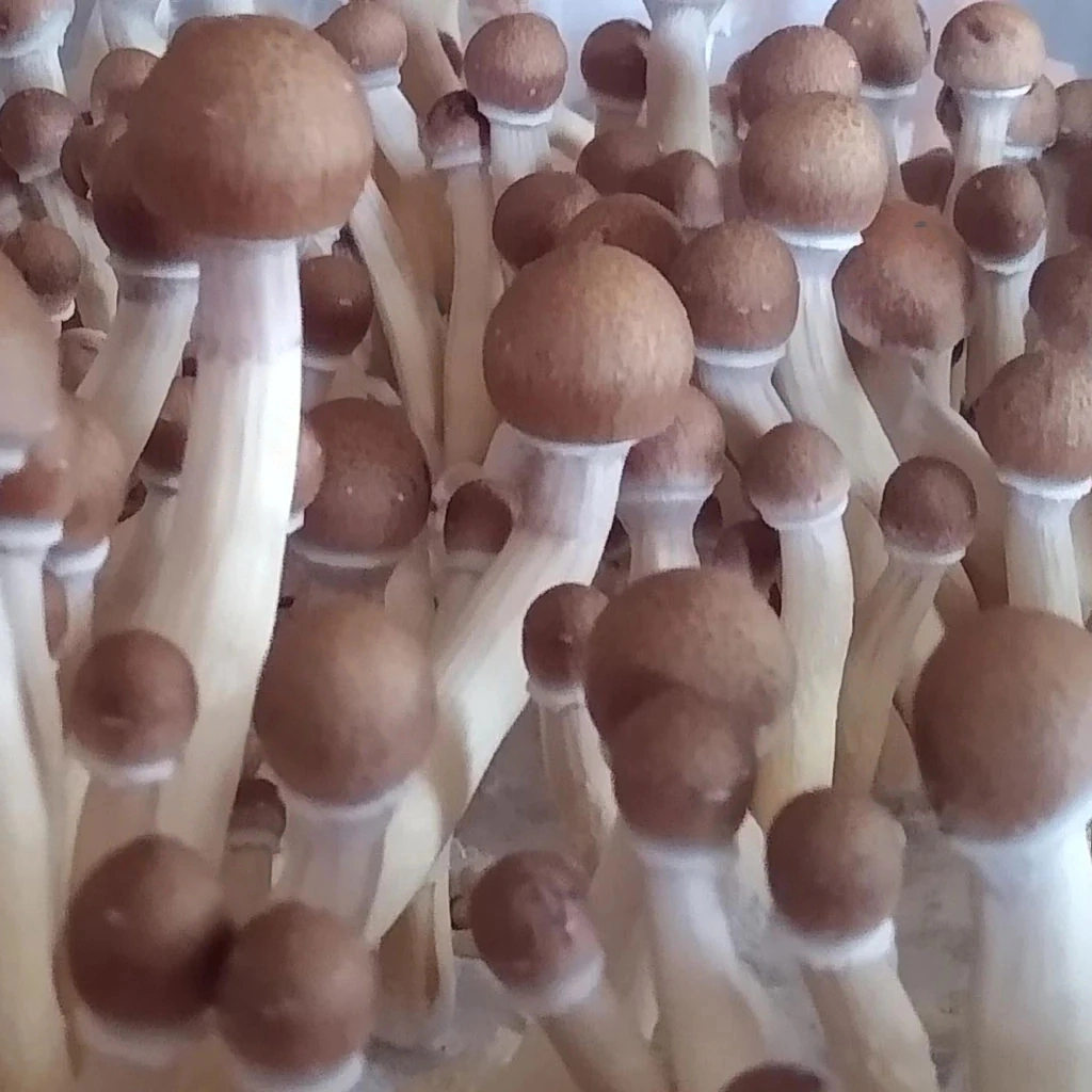 Costa rica mushroom retreat