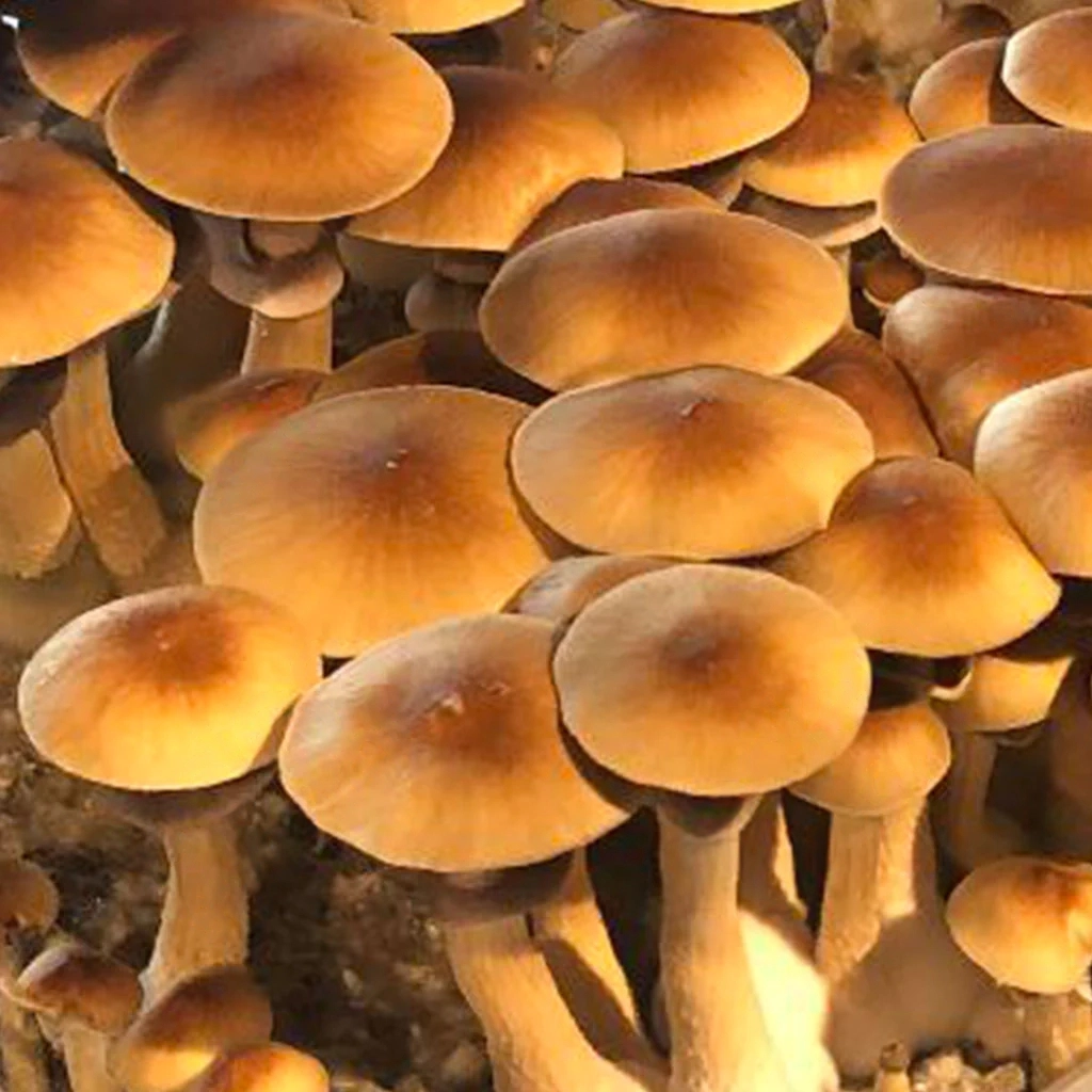 Golden mammoth mushroom